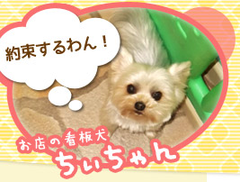 約束するわん! - お店の看板犬 ちぃちゃん